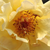 Giallo - Rose Arbustive - Postillion ®